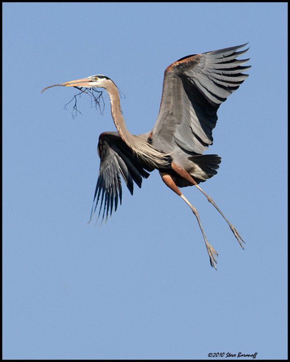 _0SB6691 great blue heron bringing nesting material.jpg